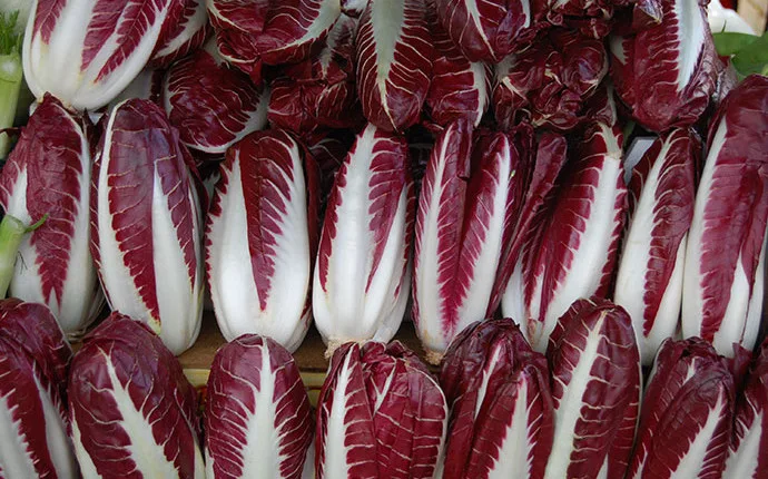 Radicchio di Treviso