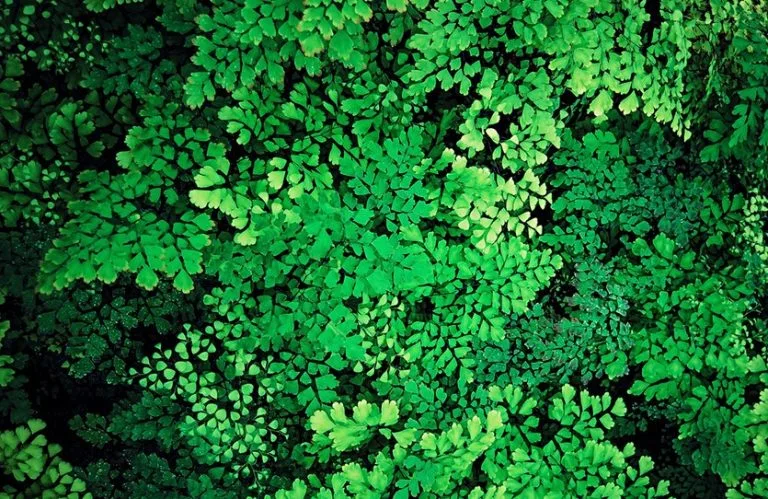 Effetto greening