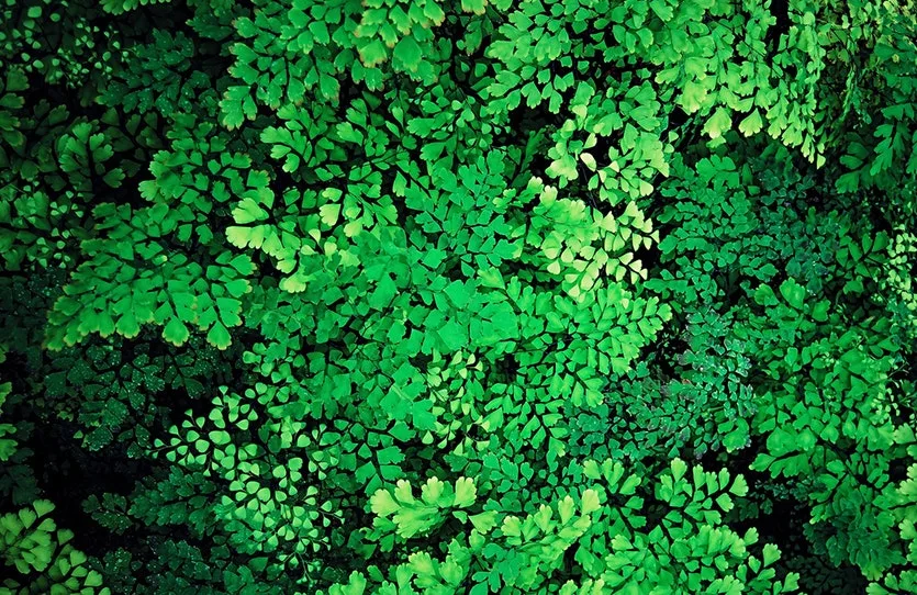 Effetto greening