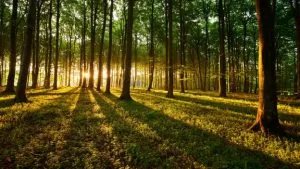 Foresta all'alba con il sole tra gli alberi