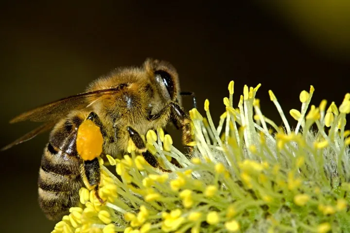 Ape che impollina un fiore