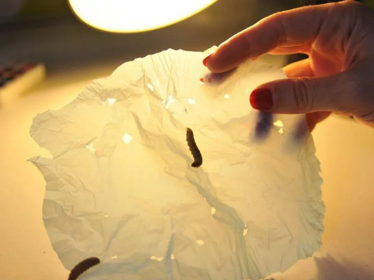 Galleria Mellonella che mangia la plastica per riciclarla