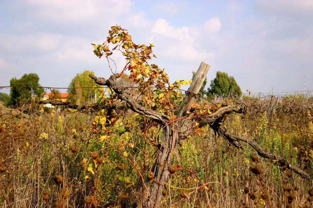 Vino e cambiamento climatico