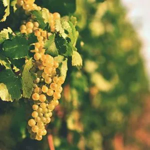 Vino in Belgio dovuto al cambiamento climatico