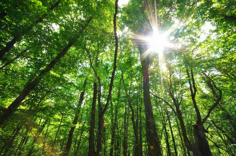 Foresta europea che rientra nel piano dell'Unione Europea per il salvataggio del clima e la riduzione del carbonio