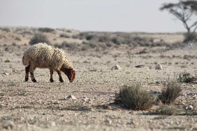 pecora nel deserto in cui per l'intervento dell'uomo si sta riducendo la biodiversità della vita selvatica