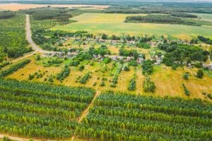 Nuove foreste nell'Unione Europea