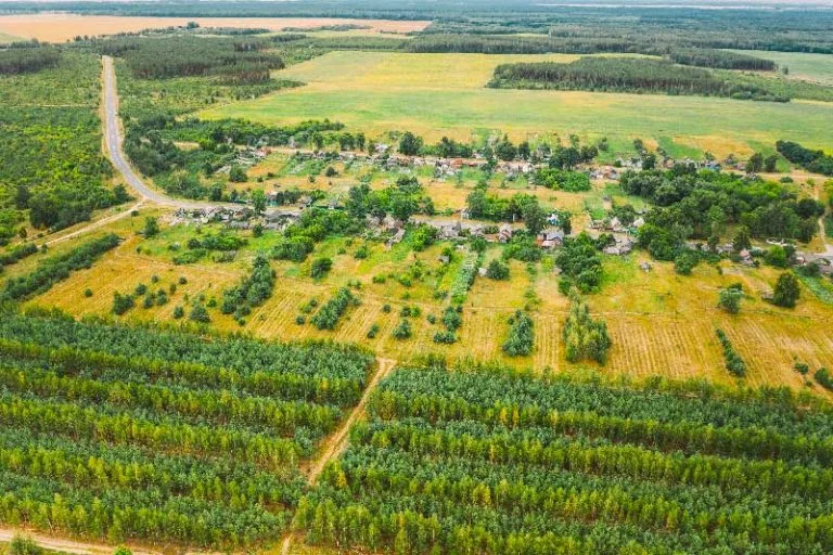 Nuove foreste nell'Unione Europea