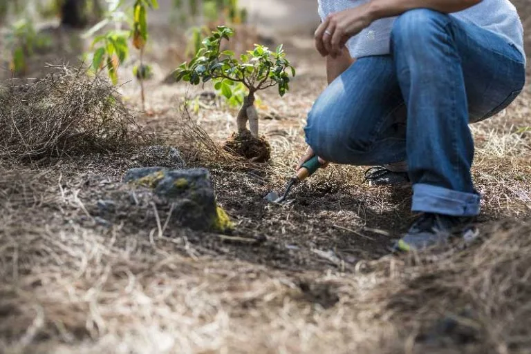 Deforestazione in Unione Europea