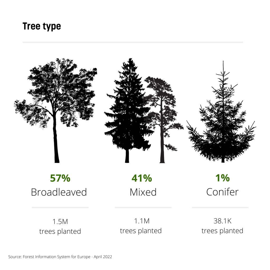 Tipologia di alberi piantati nell'Unione Europea per riforestazione