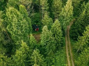 Foresta di legno sostenibile usato per l'industria