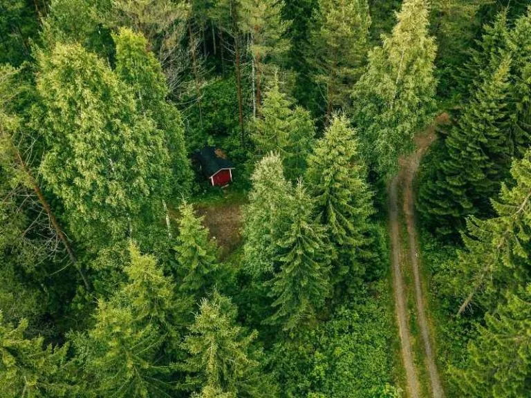 Foresta di legno sostenibile usato per l'industria